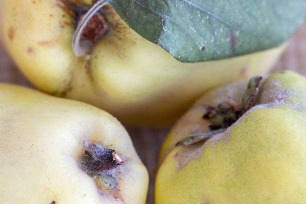 Quince fruit, macro close -up. wallpaper.