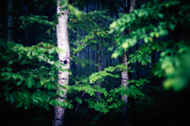 on the Rennsteig in the Thuringian Forest