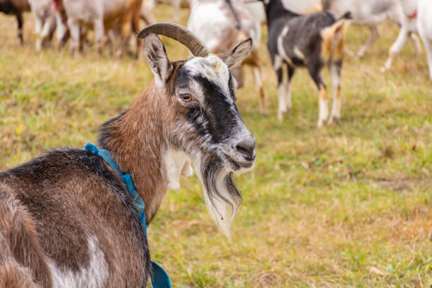 istock A group of goats are grazing in a field 2190430689