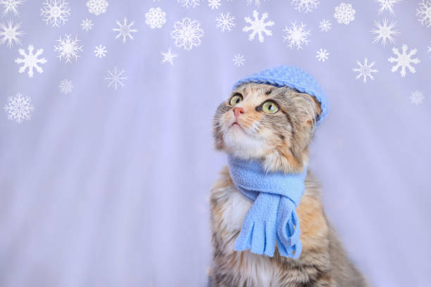 Adorable cat wearing a blue scarf and hat looks up against a snowy background with snowflakes. Festive winter theme perfect for Christmas, New Year, or seasonal holidays. Cute pet, cozy winter vibes.