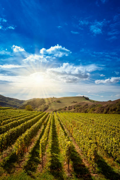 istock Vineyard field and hills against blue sky 2190431004
