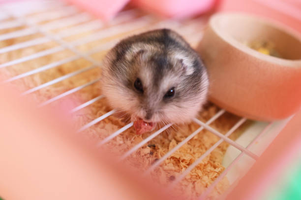 istock People look after and play with the hamster. 2190432212