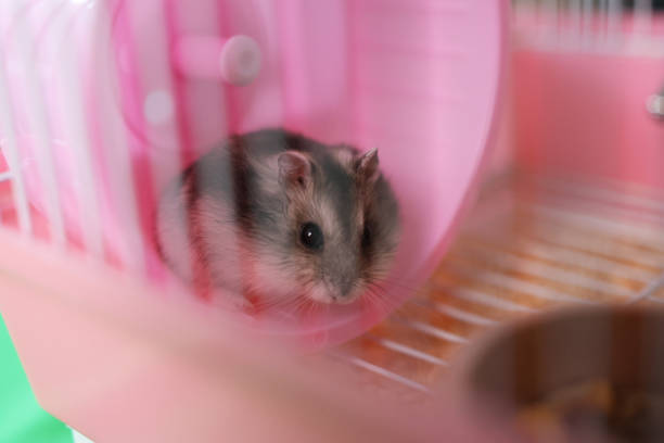 istock People look after and play with the hamster. 2190432891