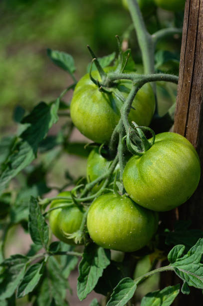 istock A bunch of green tomatoes hanging from a plant 2190433305