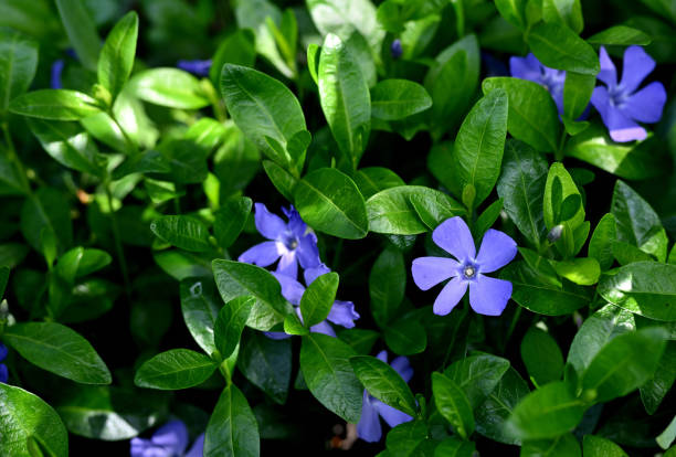 istock Blue Periwinkle Flowers Among Lush Green Leaves in Sunlight 2190436483