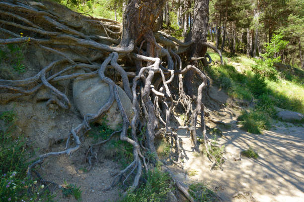 Tree roots from a large ficus tree.