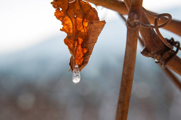 Dried orange brown vine leaf with ice droplet melting in sunlight, symbolizing transition, nature cycle, and delicate winter beauty. Foggy blurred sky on background. Copy space