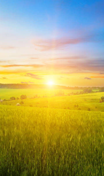 istock Green wheat field and colorful sunrise. 2190437665