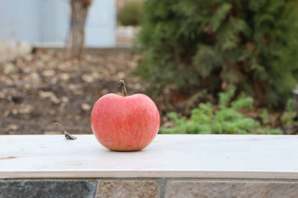 An apple rests atop a stone table, beautifully surrounded by the lush and vibrant greenery of the outdoors