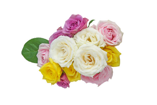 Bouquet of roses isolated on a white background.