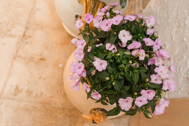 Elegantly Potted Colorful Spring Flowers in Palm Beach, Florida