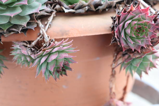 A closeup view of vibrant succulents in striking colors, beautifully arranged in a rustic terracotta pot