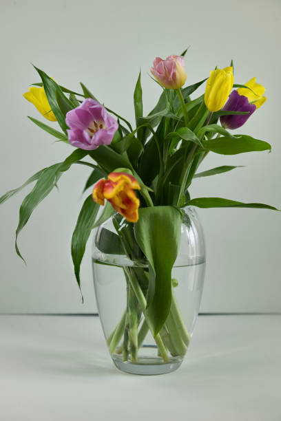 istock Multicolored tulips, decorative bouquet in a glass vase. 2190443908