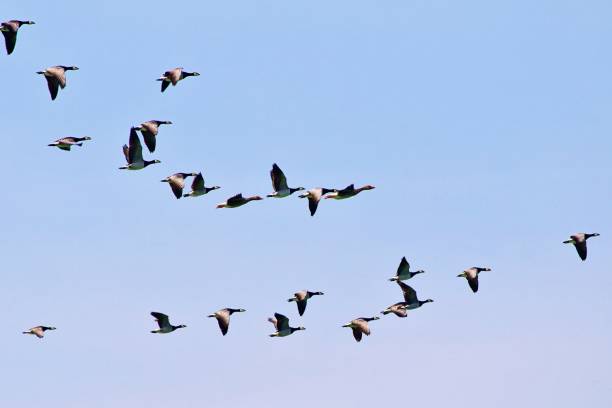 istock Flock of wild geese in flight 2190444106