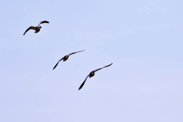 istock Flock of wild geese in flight 2190444128