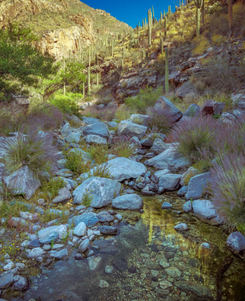 istock Arid Desert Brook Amidst Saguaro Cactus and Rocky Terrain Under a Blue Sky 2190444254