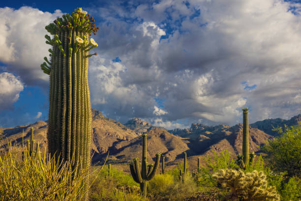 A serene desert scene showcasing tall saguaro cacti under a vibrant sky with distant mountains.