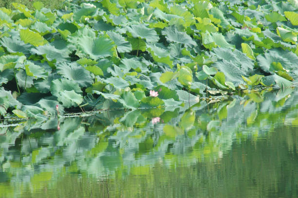 istock green lotus flower growing in the pond 2190444616