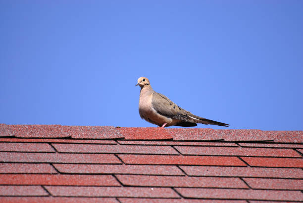 istock turtledove standing on top of red roof 2190444792