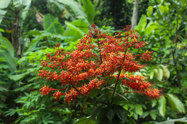 istock beautiful flower pagoda flower blooming. Clerodendrum paniculatum 2190446530