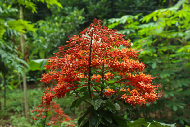 istock beautiful flower pagoda flower blooming. Clerodendrum paniculatum 2190446531