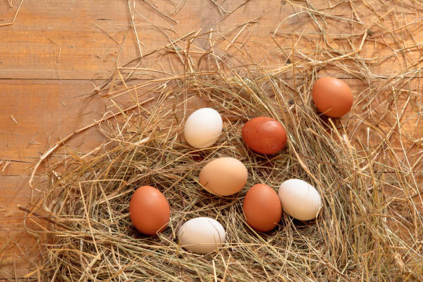 istock Fresh chicken eggs in the hay nest on a rustic wooden background 2190447130