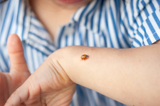 Cute little girl with ladybird on her nose