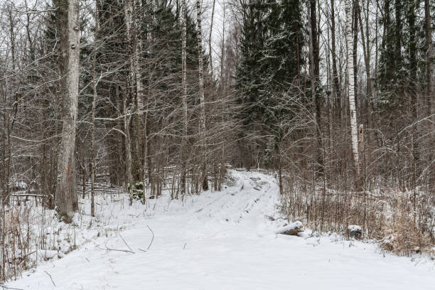 istock A snowy path through a forest. The trees are bare and covered in snow. The path is winding and leads into the distance. The light is soft and diffused, creating a tranquil atmosphere. 2190447830