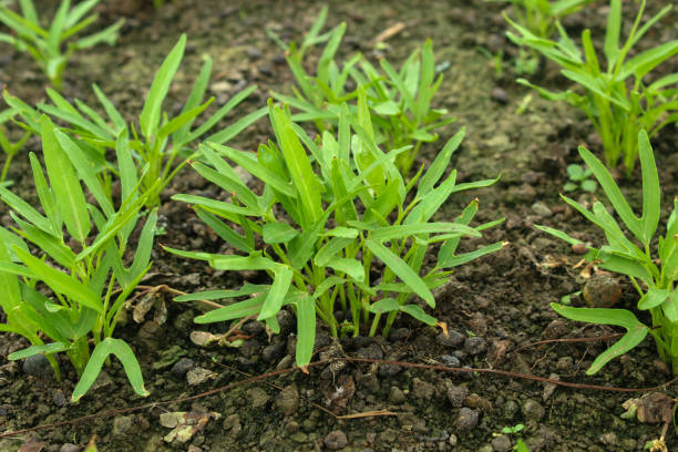 istock Water spinach plants are easy to grow on farmland 2190448426