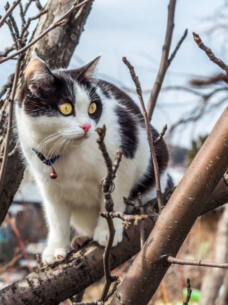 A beautiful adult young black-white cat with big yellow eyes and pink velvet wet nose scrambles on a tree in the garden in spring
