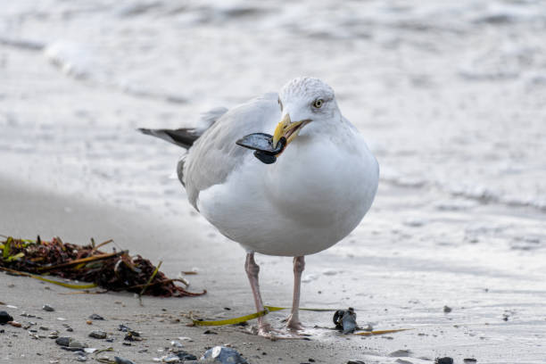 istock European herring gull (Larus argentatus) on Baltic Sea beach 2190448763