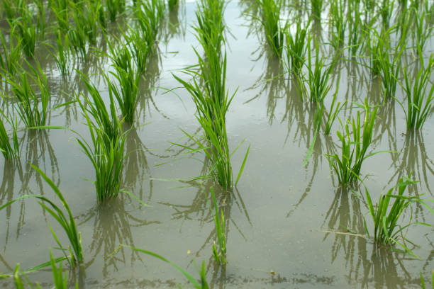 istock green rice plants in puddles of water. environment, rice fields 2190449163