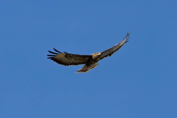 istock Common Buzzard (Buteo buteo), spotted over Baldoyle Racecourse, Dublin; common in Europe 2190449447