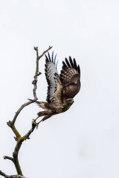 istock Common Buzzard (Buteo buteo), spotted over Baldoyle Racecourse, Dublin; common in Europe 2190449464