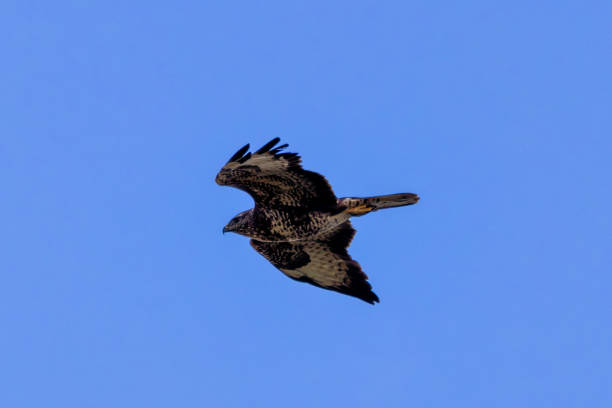 istock Common Buzzard (Buteo buteo), spotted over Baldoyle Racecourse, Dublin; common in Europe 2190449481