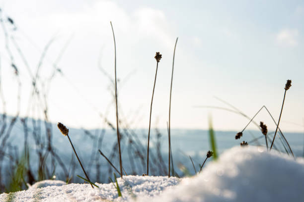 Frozen meadow grass protruding through a snow covered meadow. Dried wild plants emerge through snow, Winter minimalism and survival. Selective focus. Low angle view. Copy space