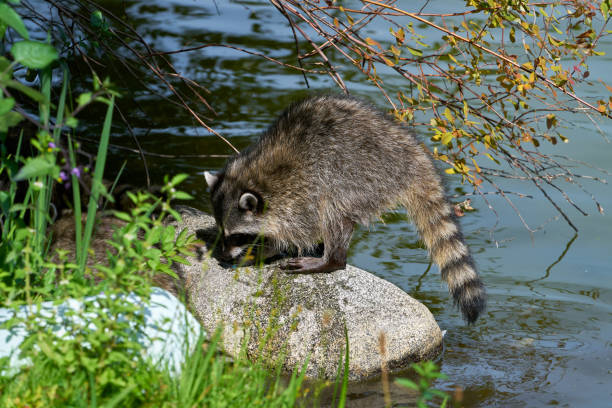 A raccoon works its way around the marshy grass.