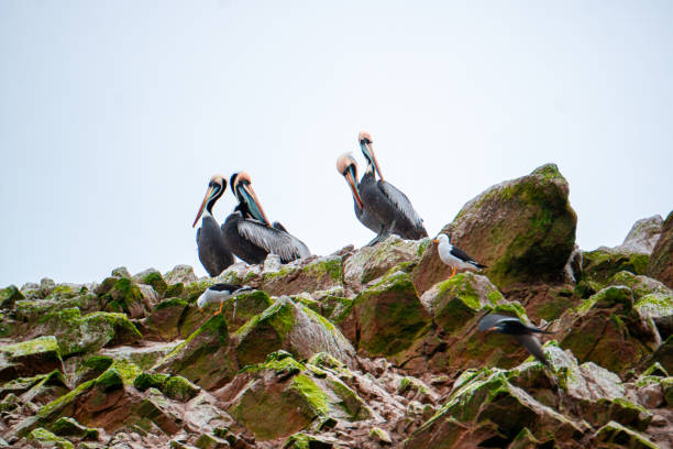 Group of pelicans resting on rocky habitat in Ballestas Islands Peru surrounded by ocean and vibrant coastal wildlife scenery
