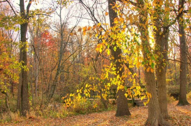 Walking bridge with fall leaf color-Hamilton County, Indiana
