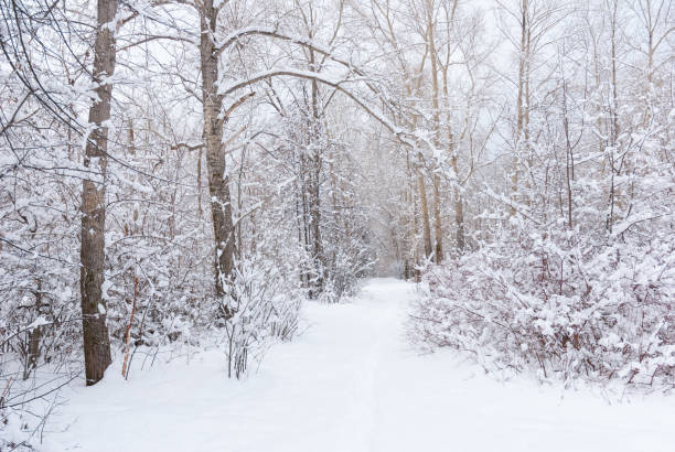istock A beautiful snowy forest at Christmas with a path between the trees, peace and quiet. Walking. 2190454888