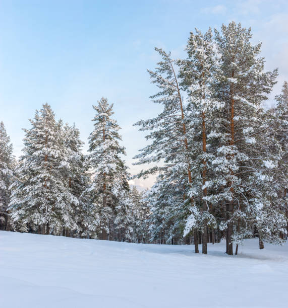 istock Magnificent snowy forest at Christmas with a path between the pines, peace and quiet. 2190454949