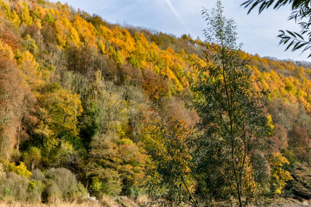 istock Autumn leaves and trees at Tintern Abbey, Wales 2190456710