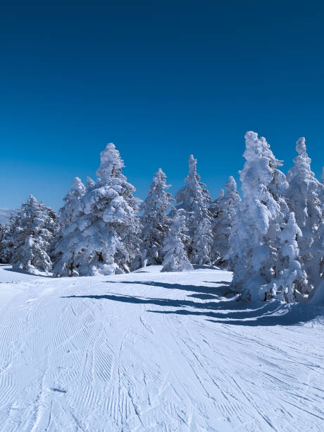 istock Track running through snow and ice covered trees on a crisp, cold winters day 2190456979