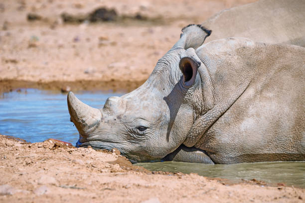 A group of rhinoceroses resting in a lush, green environment with trees and foliage