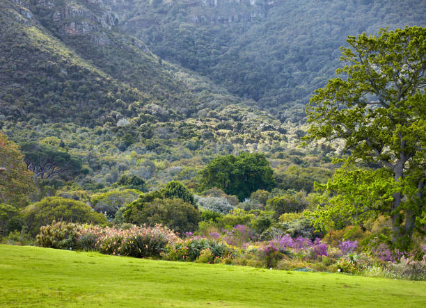 Flowers, plants and trees in Kirstenbosch Botanical Gardens in Cape Town, South Africa,