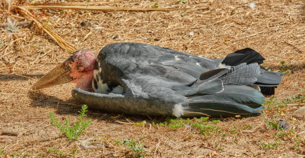istock Marabou Stork - Leptoptilos crumeniferu 2190457640
