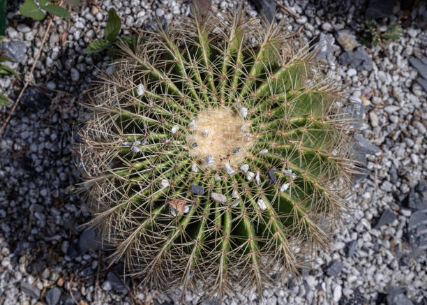 istock Top view of Golden barrel cactus (Echinocactus grusonii) with sharp white prickles. 2190459176