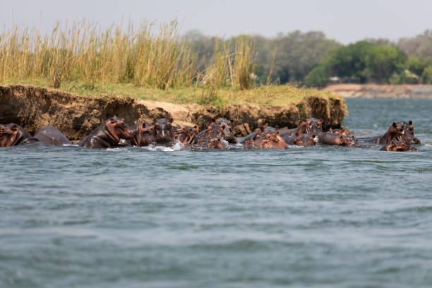 istock hippo swimming in Zambezi River 2190460085