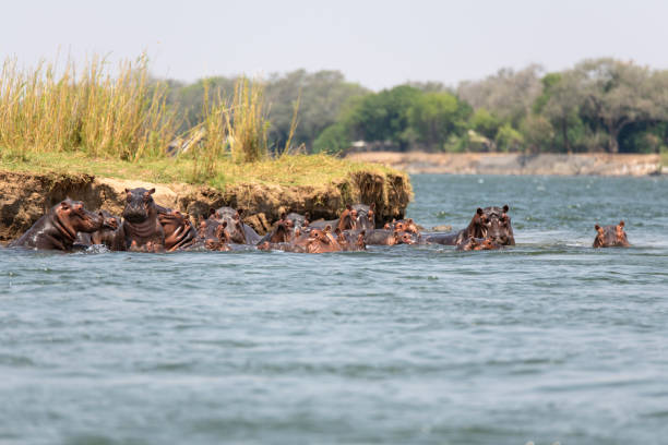 istock hippo swimming in Zambezi River 2190460086