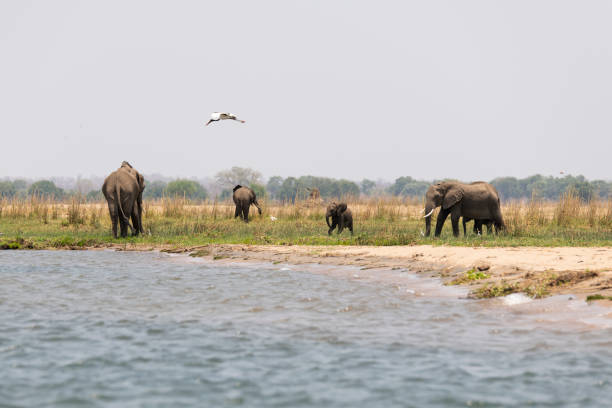 istock flying egret, and elephants on the beach 2190460094